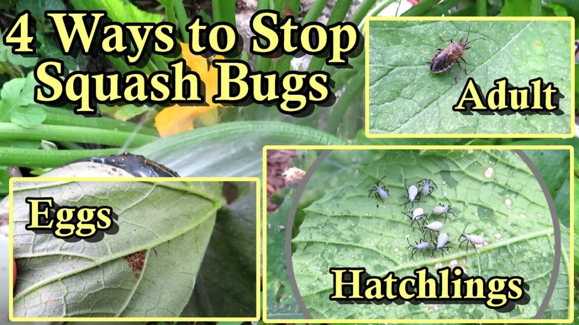 Gary Pilarchik: 4 Ways to Manage Squash Bug Damage on Squash & Zucchini Plants: My Approach to Reducing Pest Damage! 4 Ways to Manage Squash Bug Damage on Squash & Zucchini Plants: My Approach to Reducing Pest Damage!