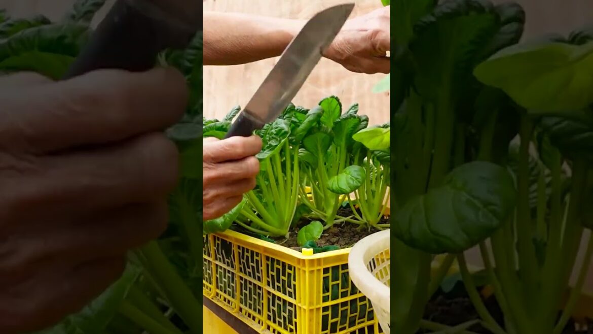 Growing and harvesting vegetables at home even without a garden, easy for beginners