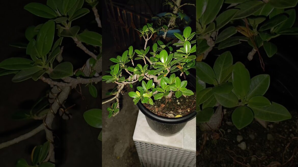 #bonsaitree#plants#gardeningvideos #bonsaitree#plants#gardeningvideos