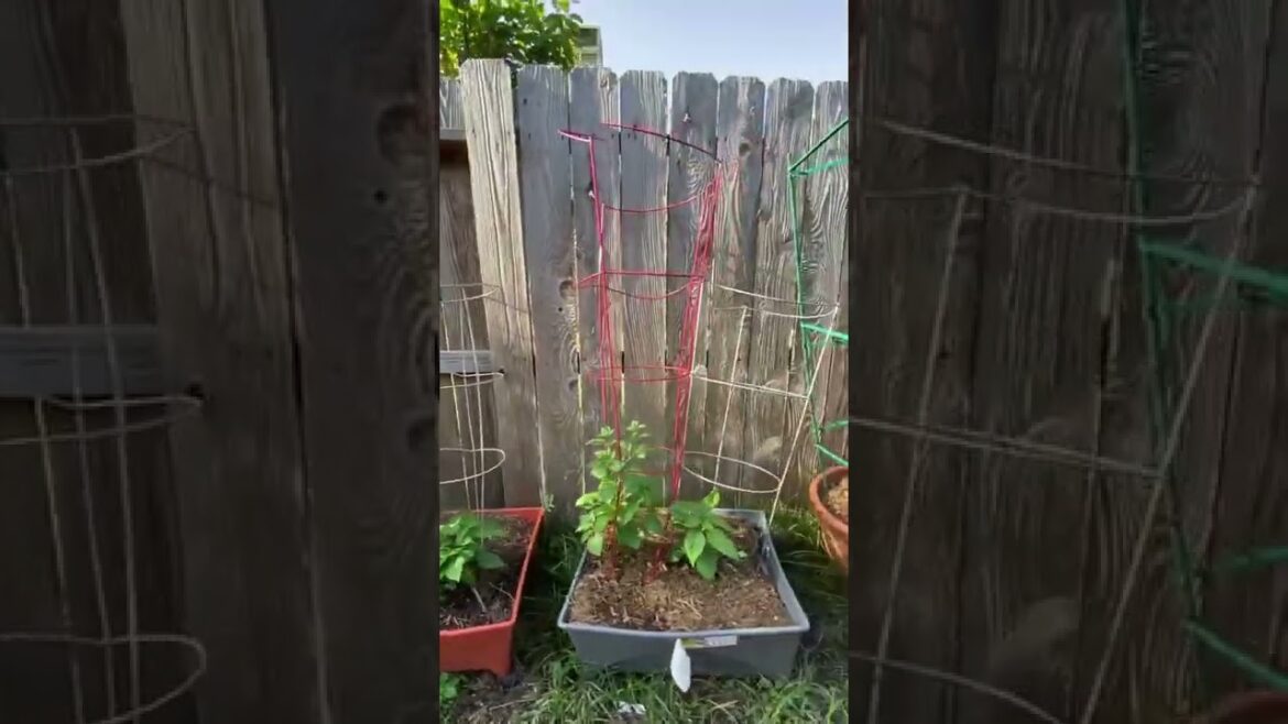 Stop Using Tomato Cages For Tomatoes (Gardening Tip of the Day)