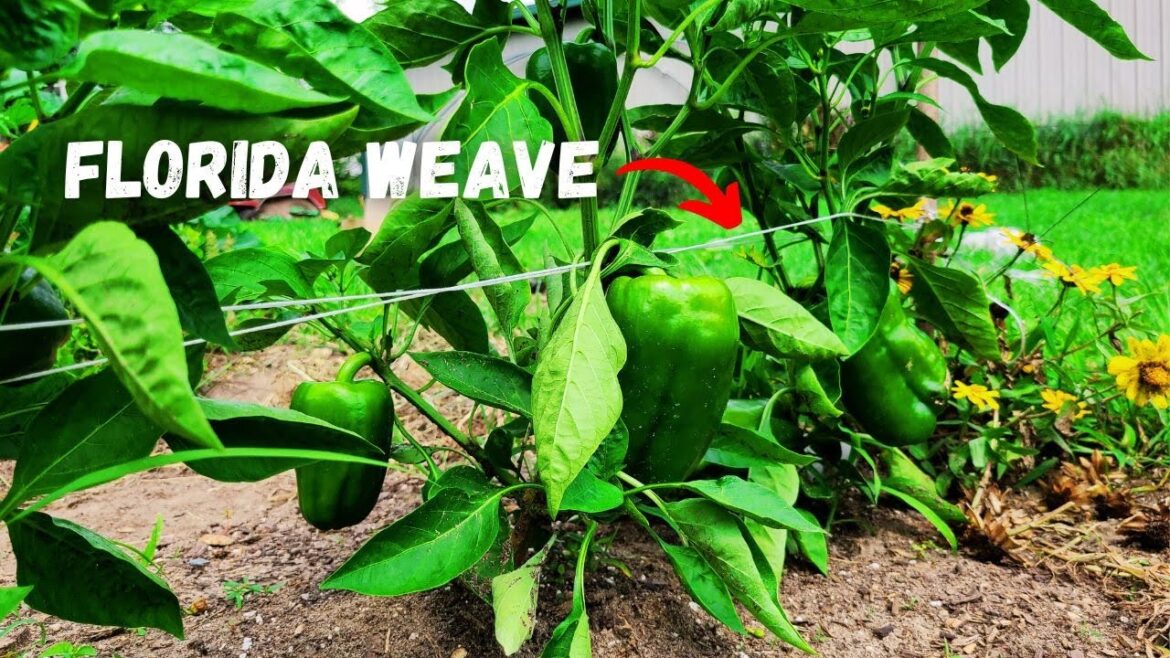 EASY WAY To Trellis Your Pepper Plants! (In UNDER 5 Minutes!!) EASY WAY To Trellis Your Pepper Plants! (In UNDER 5 Minutes!!)