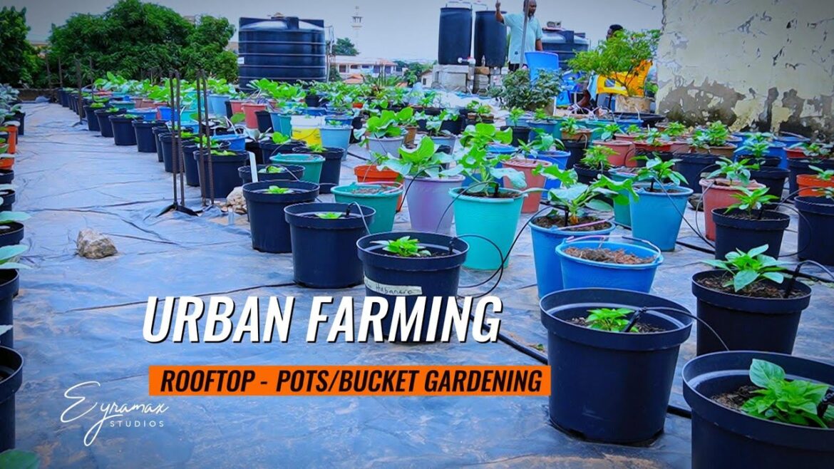 ROOFTOP GARDENING: Grow Fresh Vegetables in Pots for Urban Farming | #rooftopgarden #vegetables