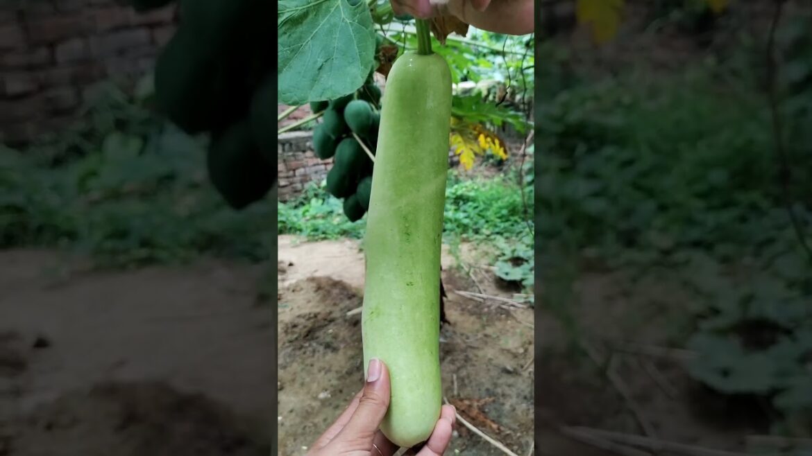 Bottle gourd/lauki harvesting #harvesting #shorts #ytshorts #gardening #nature #enjoy #viral