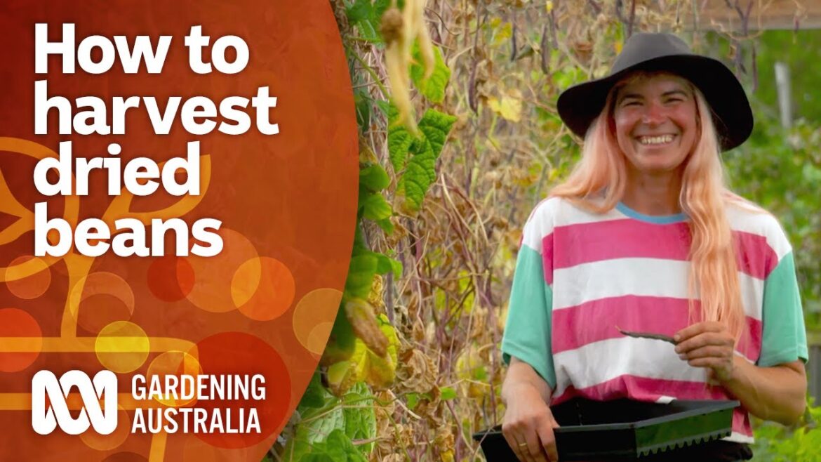 Tips for harvesting dried beans | Gardening 101 | Gardening Australia Tips for harvesting dried beans | Gardening 101 | Gardening Australia