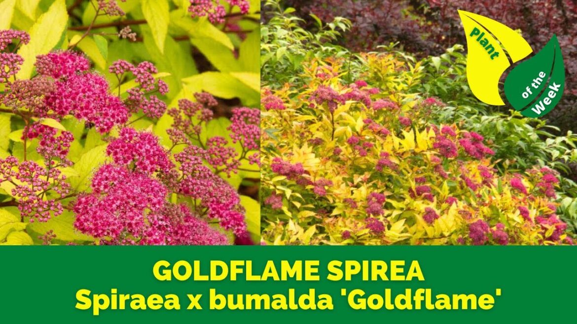 GOLDFLAME SPIREA | Spiraea x bumalda ‘Goldflame’ GOLDFLAME SPIREA | Spiraea x bumalda 'Goldflame'