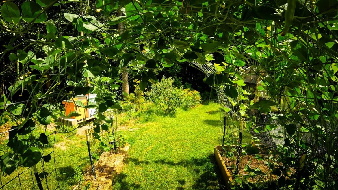 I have a garden dilemma in late summer, bad timing