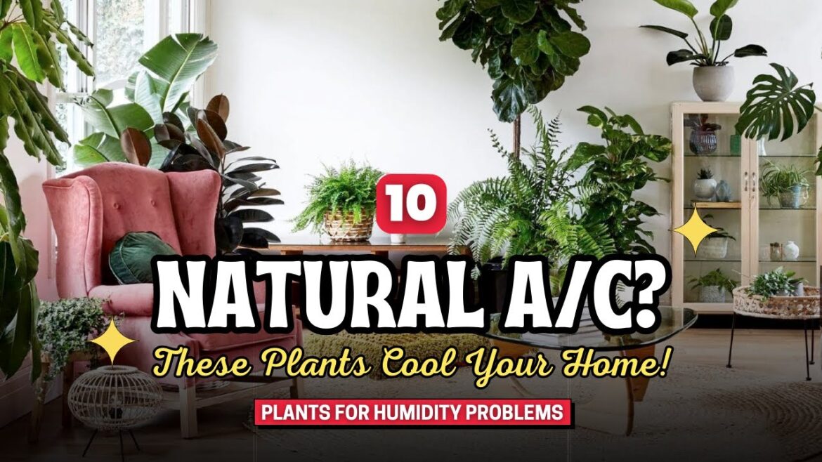 Humidity Problems??? 😓 These 10 Plants Work Wonders & Chill Your Home! ❄️🌵