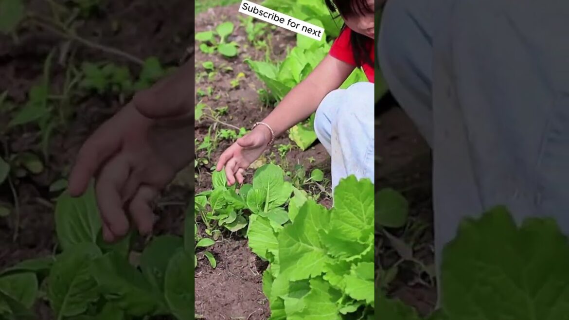 A poor girl picks vegetables in front yard to cook food for family 5 A poor girl picks vegetables in front yard to cook food for family 5