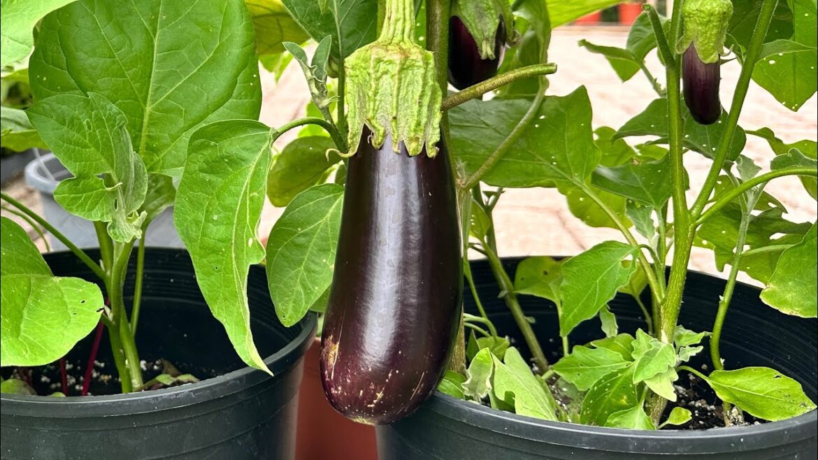 5 Hacks to Grow the best Eggplant 🍆#brinjal #eggplant #seedless #container #gardening #shorts