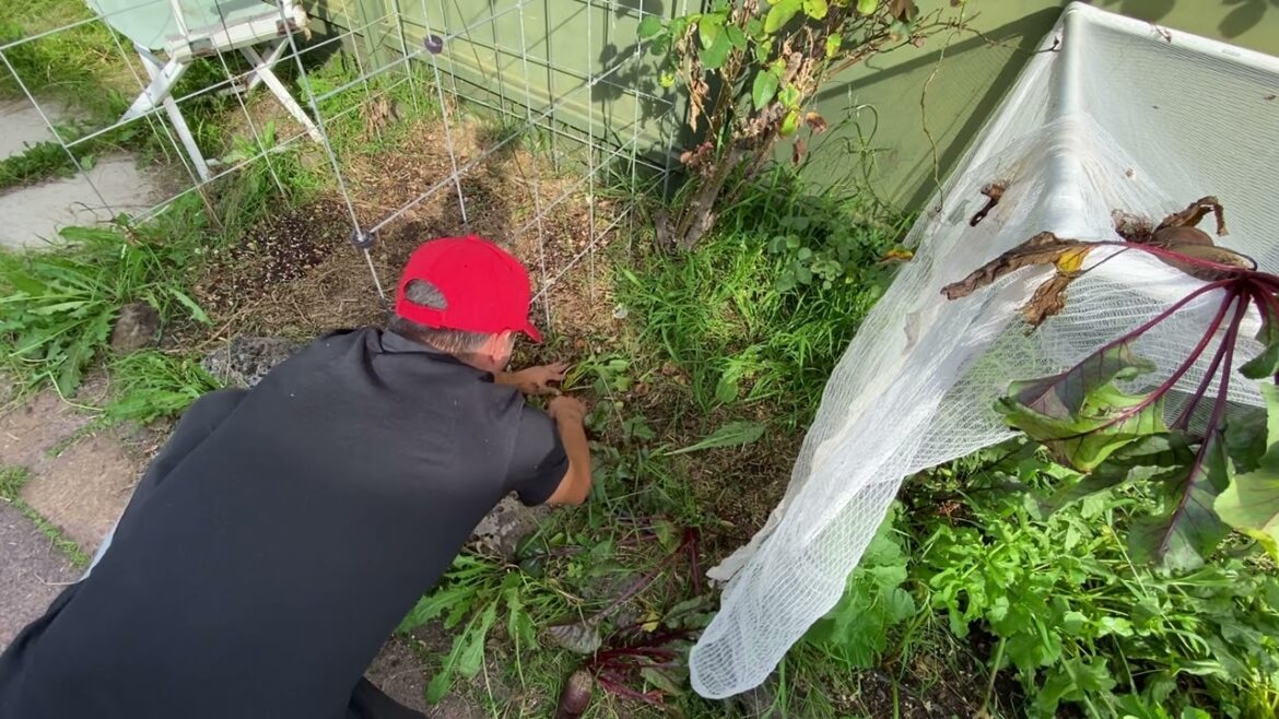 #112 Daily In the Garden - Harvesting beetroots, removing weeds and talking about nature