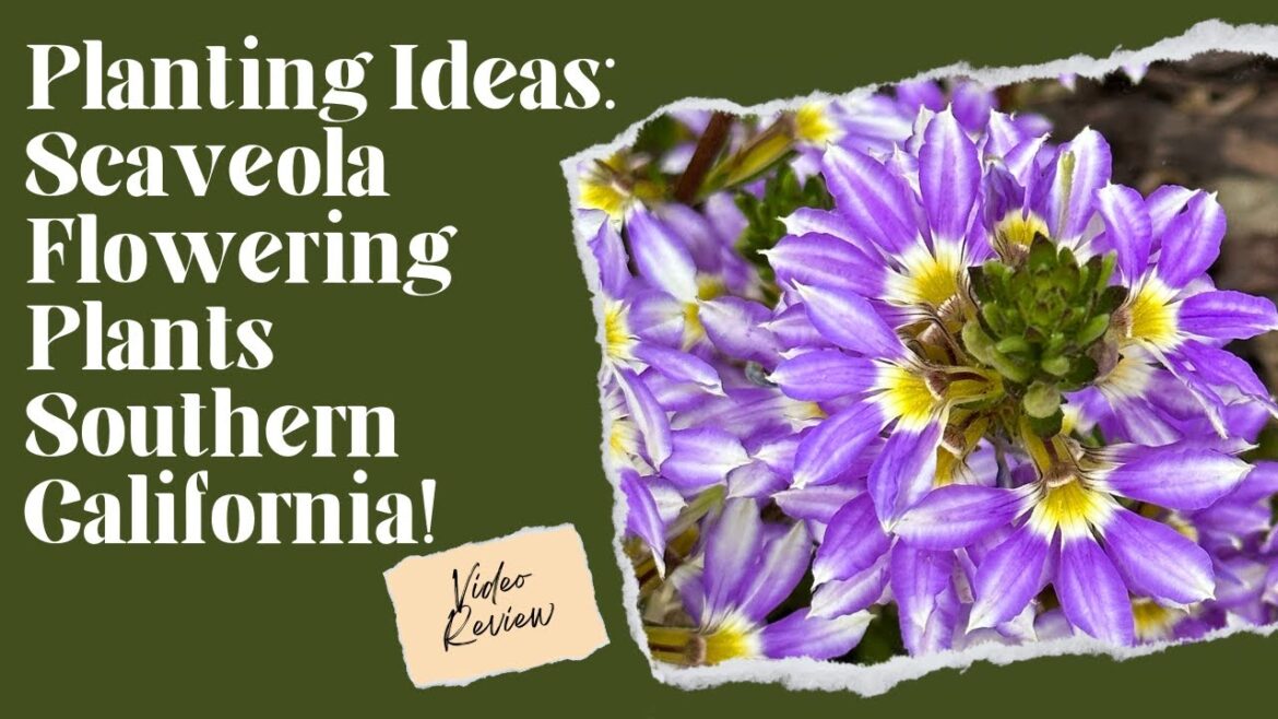 Plant Design Ideas | Plants for Southern California | Best Landscape Plants | Full Sun Plants