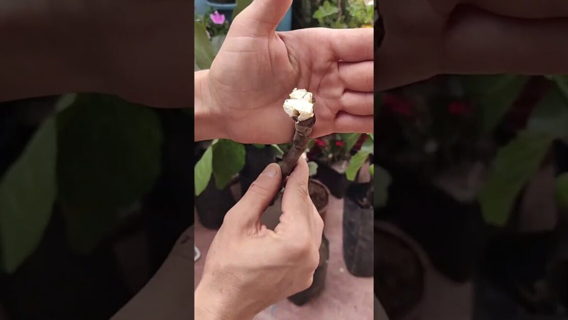 Easy Fig Growing Tips You Can’t Miss! #shorts #homegardening #gardening #garden #gardeningtips Easy Fig Growing Tips You Can't Miss! #shorts #homegardening #gardening #garden #gardeningtips