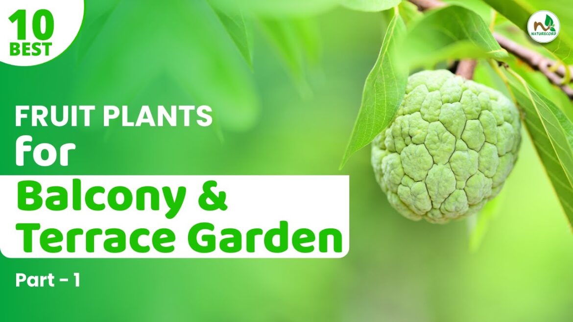 Fruit Plants for Balcony & Terrace Garden - Part 1 | बाल्कनी / टेरेस गार्डन के लिए फ्रूट प्लांट्स 1