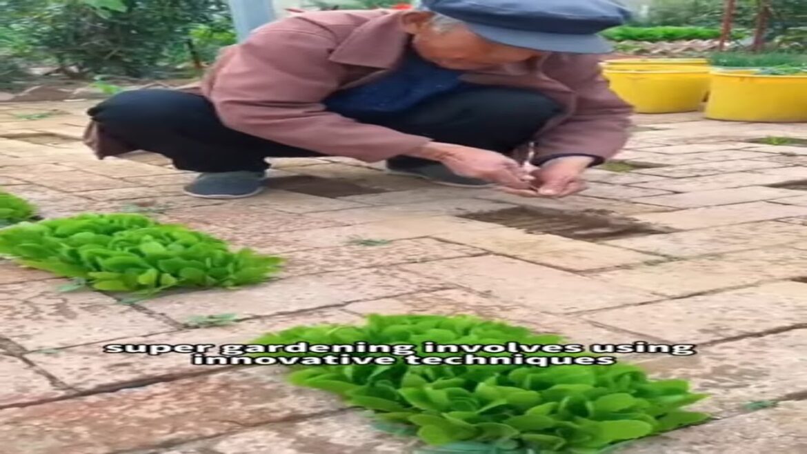 Super Gardening: Tips and Tricks for an Extraordinary Garden #viralshorts #shorts