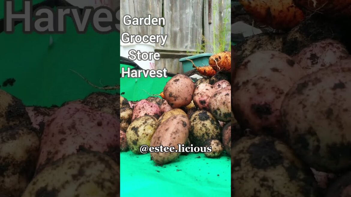 No Need For A Garden | Grow Food At Home In Containers #shorts