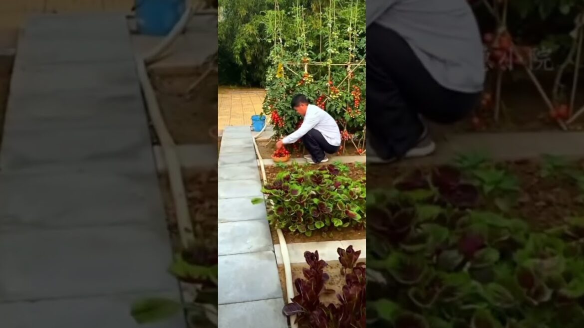 Homegrown Bliss: Small-Scale Gardening Tips for Spectacular Results | Quick & Easy