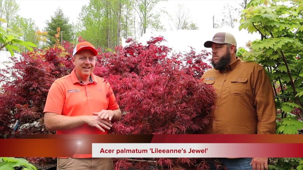 Clip It Up ~ Acer palmatum ‘Lileeanne’s Jewel’ Clip It Up ~ Acer palmatum 'Lileeanne's Jewel'