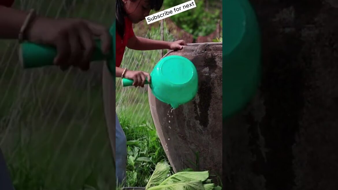 A poor girl picks vegetables in frontyard to cook food for family 6