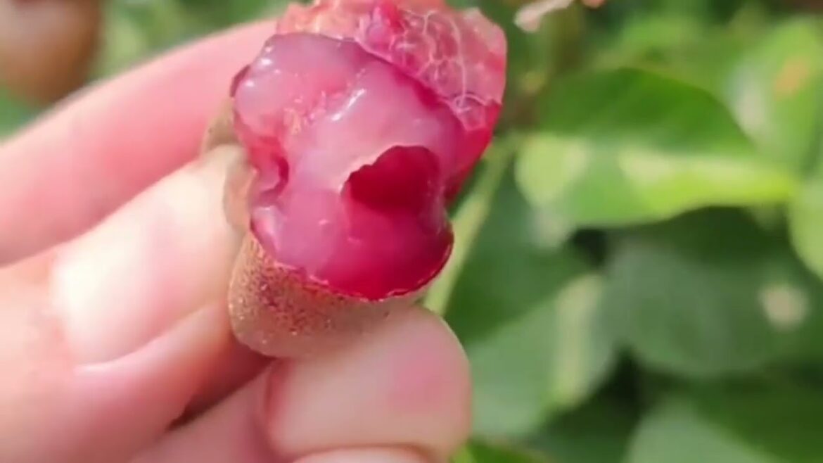 Enjoy Beautiful Nature With Rural Life (# 09 ) Fresh fruit picking Enjoy Beautiful Nature With Rural Life (# 09 ) Fresh fruit picking