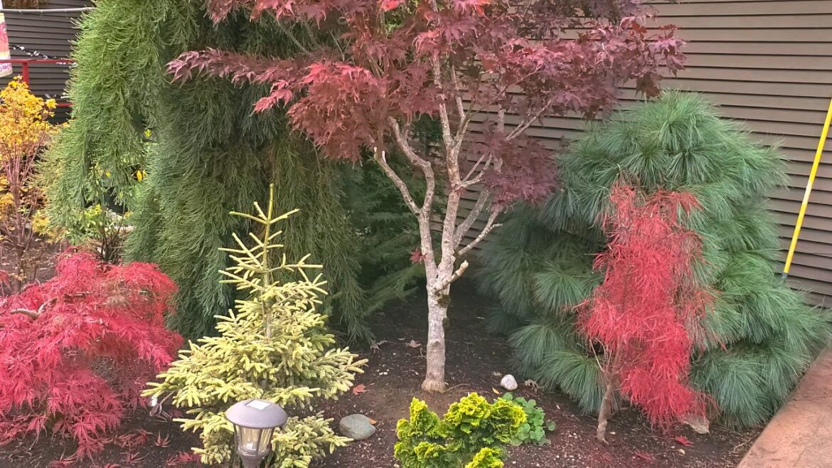 Japanese Maple trees - Charlie Morgan's Amazing Maples & Crazy conifers