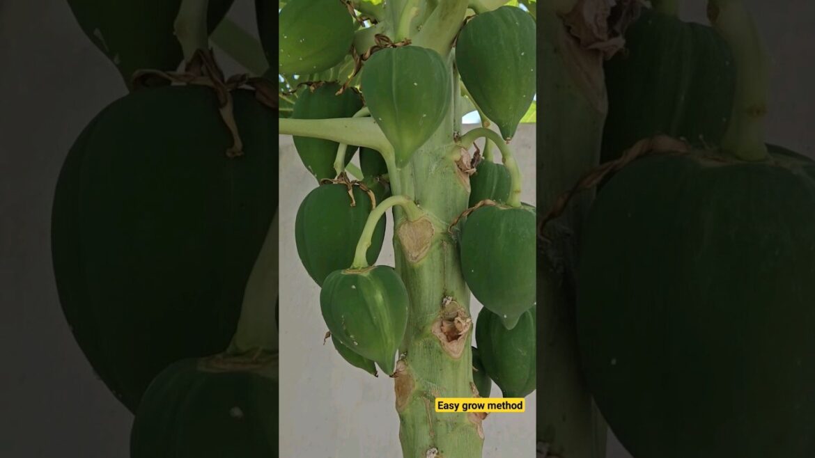 30 papaya in small papaya plant | easy grow #garden #gardentips