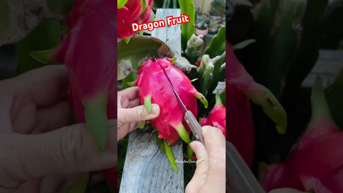 Dragon Fruit Cutting ππ#shorts #satisfying #fruitcutting #fruit #food #oddlysatisfying #enjoy Dragon Fruit Cutting ππ#shorts #satisfying #fruitcutting #fruit #food #oddlysatisfying #enjoy