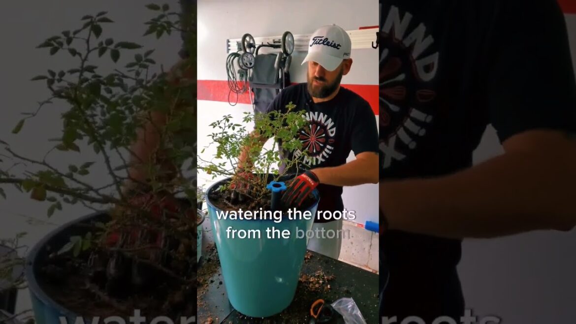 SELF WATERING Containers?! New Aquapots Lite by PW- Link in comments #shorts #provenwinners #garden SELF WATERING Containers?! New Aquapots Lite by PW- Link in comments #shorts #provenwinners #garden