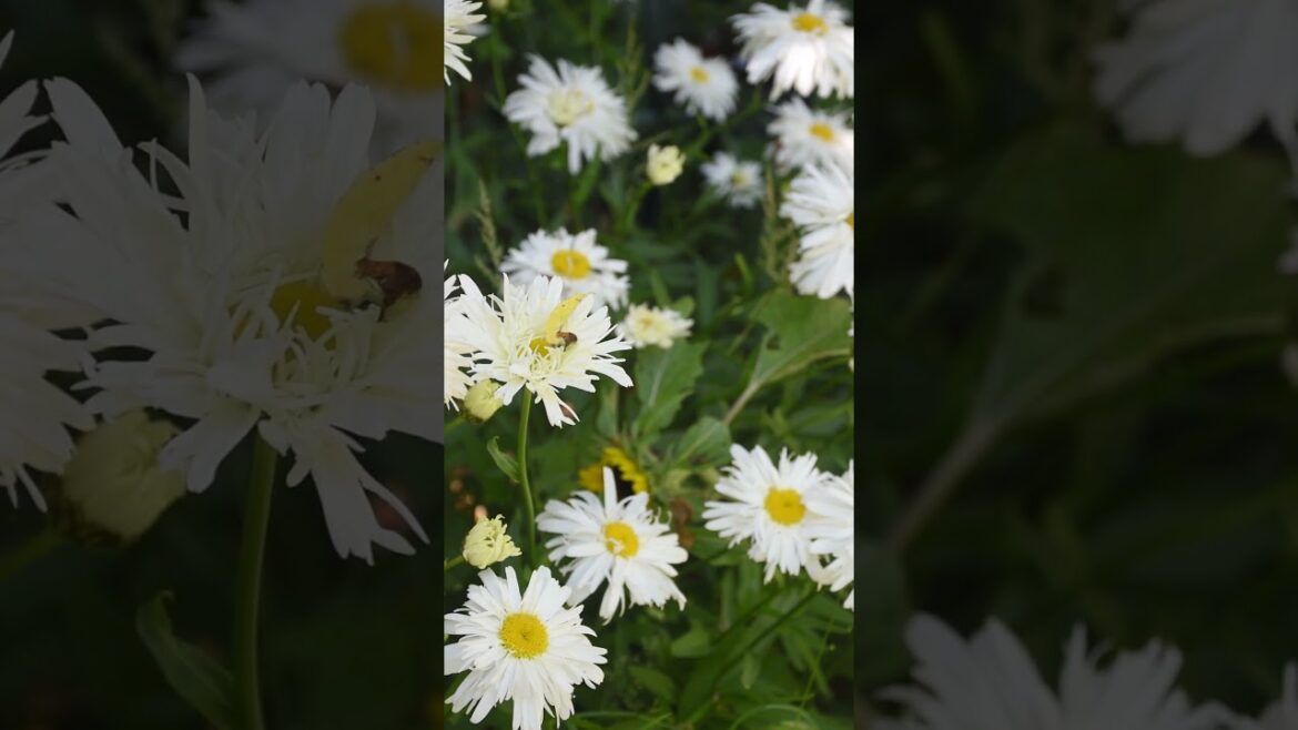 Crazy Daisy Synopsis  #sciencefacts #gardening #flowers