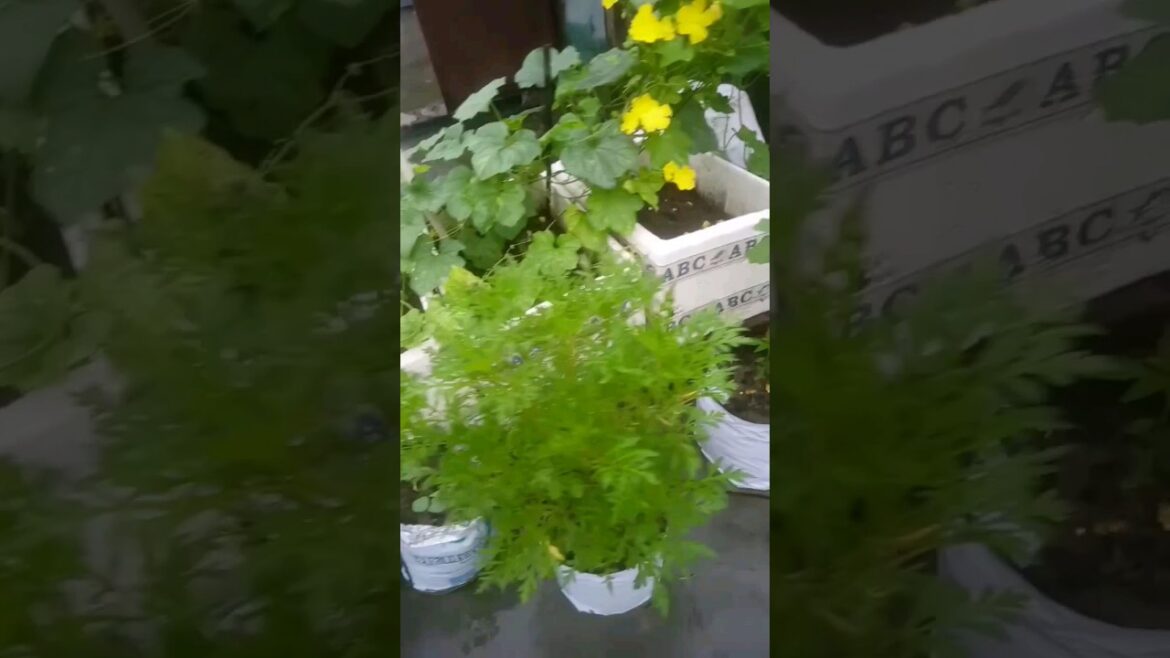 Overview My Terrace Garden #shorts #viral #vegitables