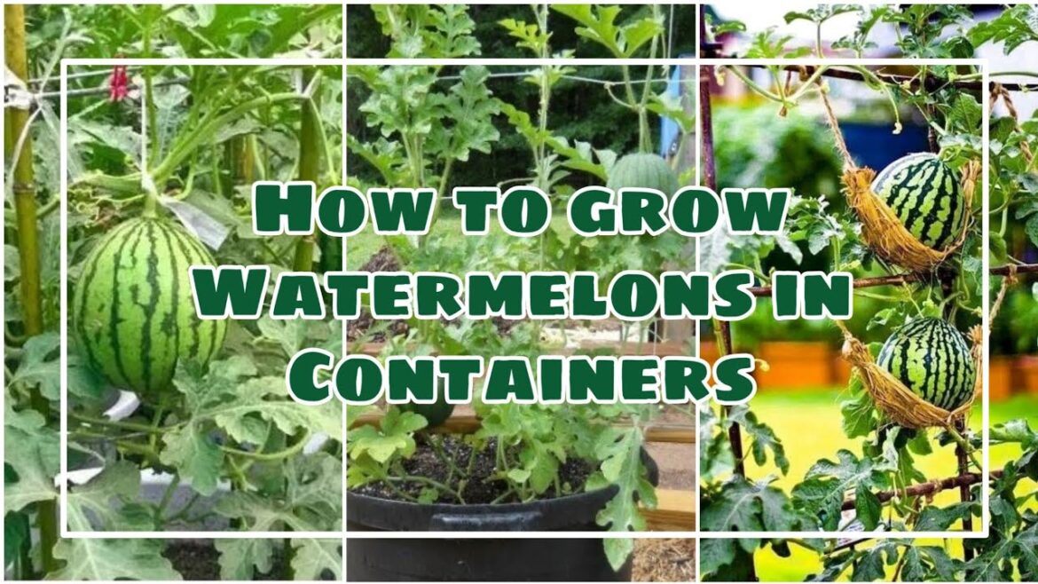 How to grow Watermelons in Containers | diy garden