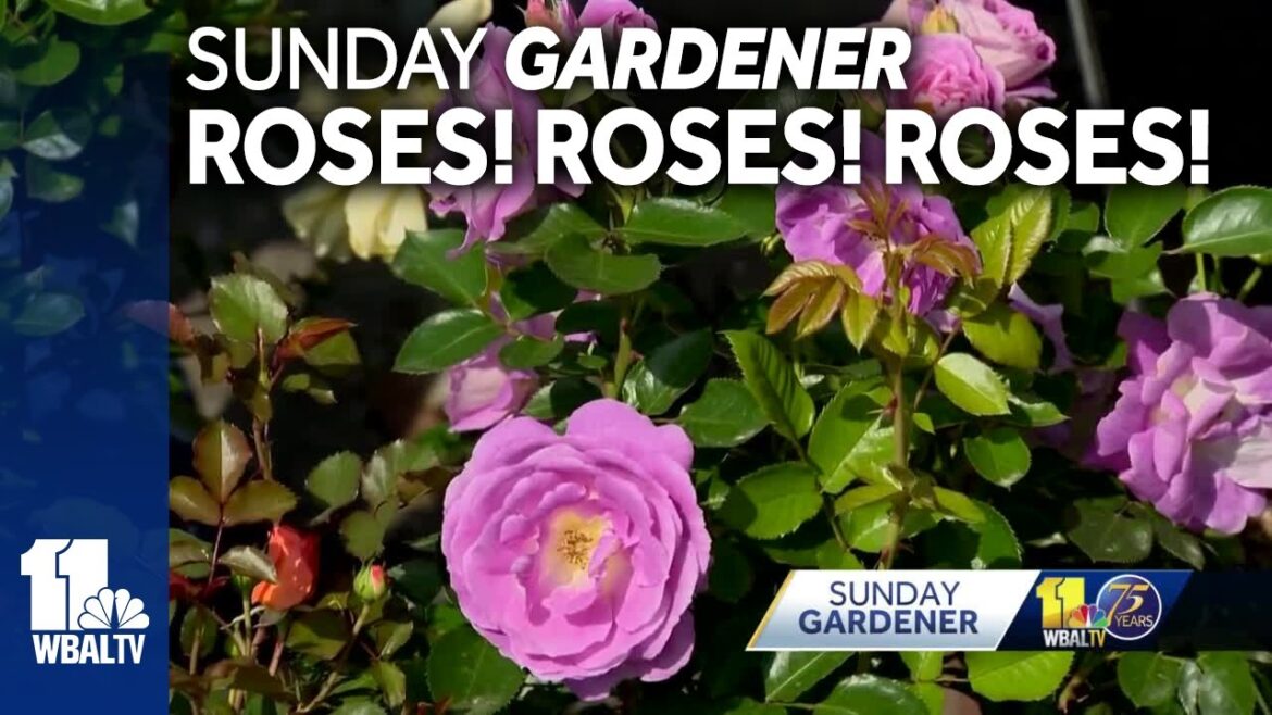 Sunday Gardener: Tips on growing and caring for roses Sunday Gardener: Tips on growing and caring for roses