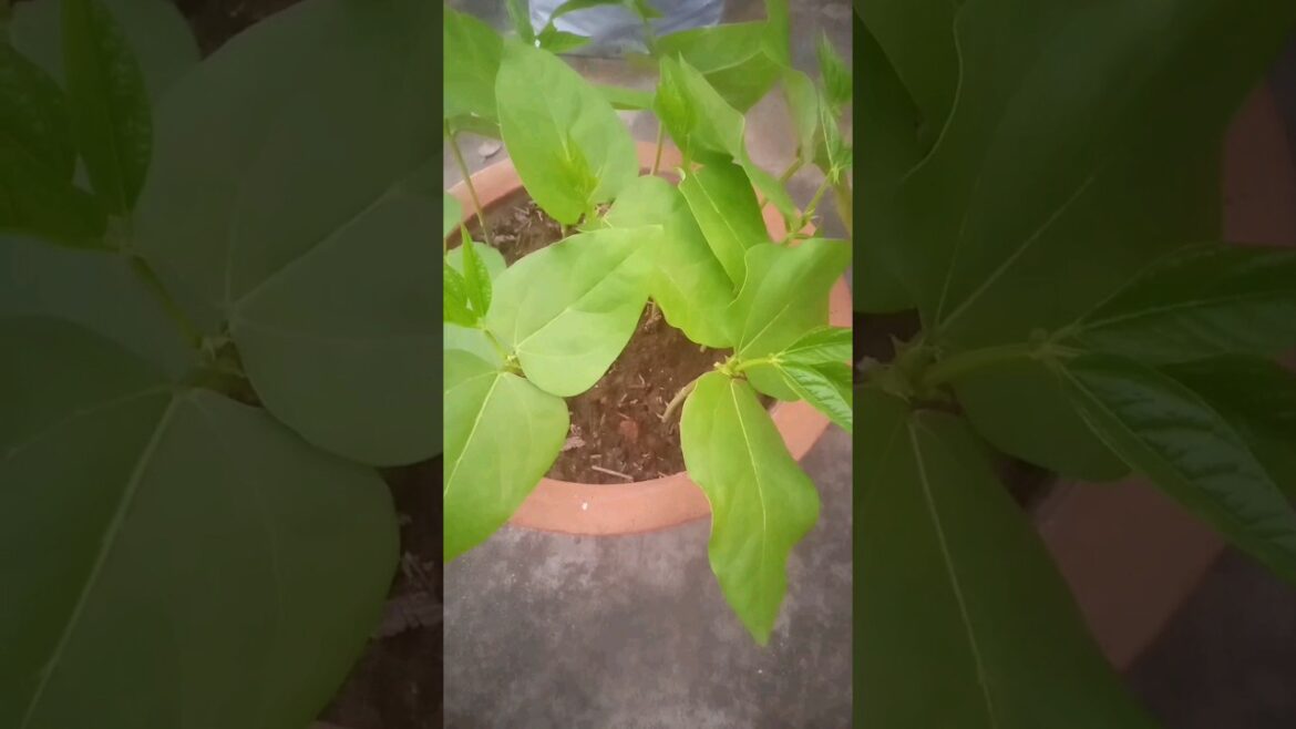My Terrace Garden #youtubeshorts #shortsfeed #vegitables