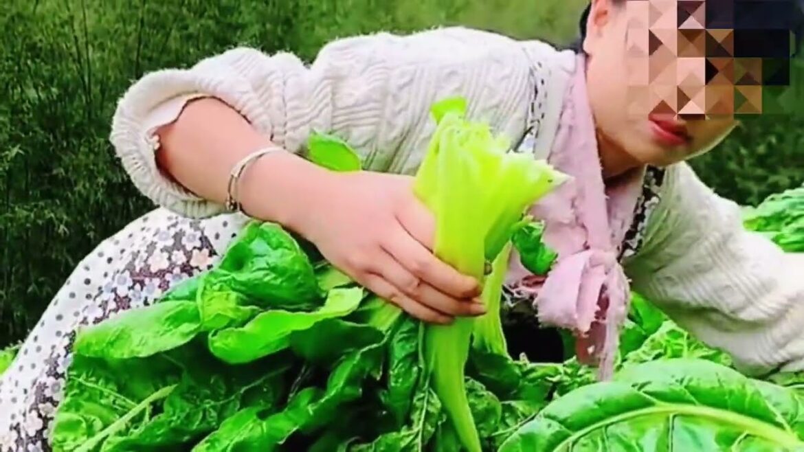 Enjoy Beautiful Nature With Rural Life # 06 _ Pick Fresh Vegetables