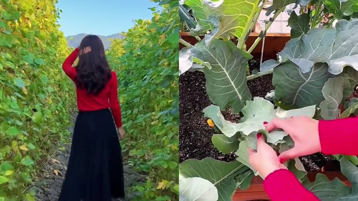 Enjoy Beautiful Nature With Rural Life (# 10 ) || How To Grow Vegetables at home Garden || Enjoy Beautiful Nature With Rural Life (# 10 ) || How To Grow Vegetables at home Garden ||