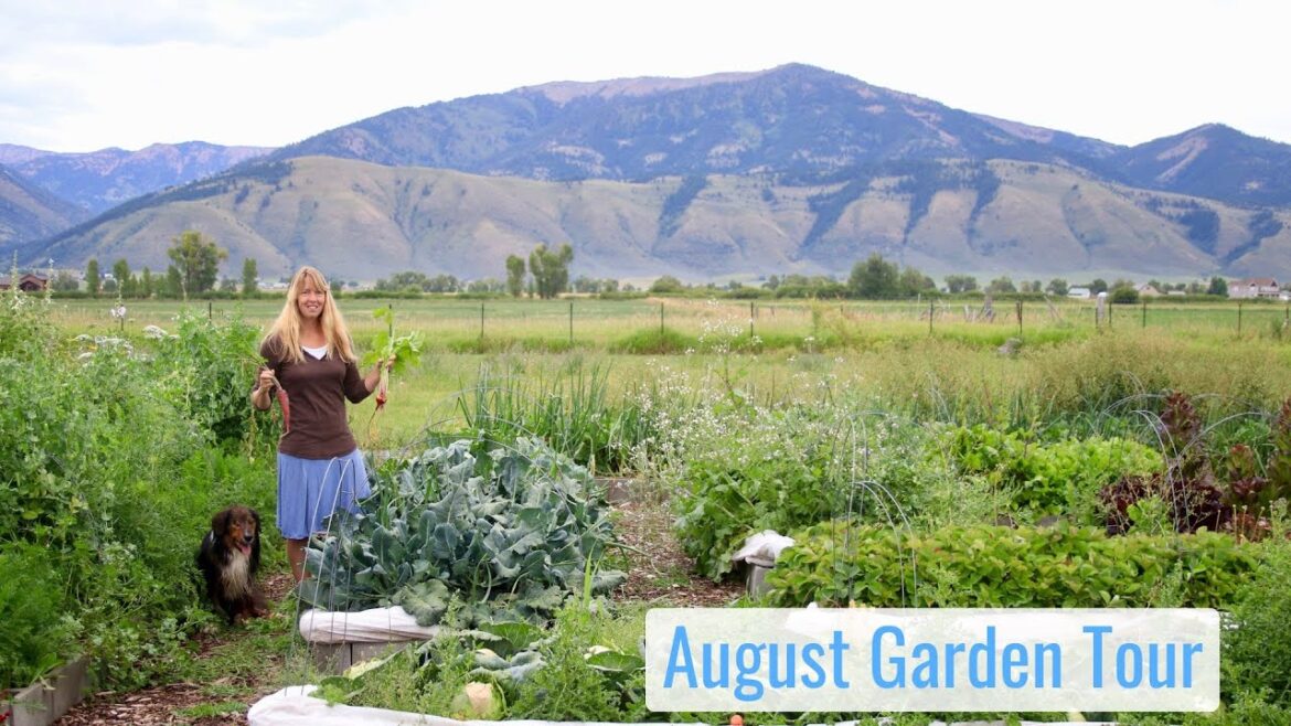 August Tour of the Tiny House Garden, Record Crops & Weeds – Food Production in the WY Mountains August Tour of the Tiny House Garden, Record Crops & Weeds - Food Production in the WY Mountains
