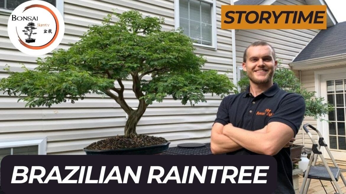 30+ years old Brazilian Raintree Bonsai | Storytime | The Bonsai Supply