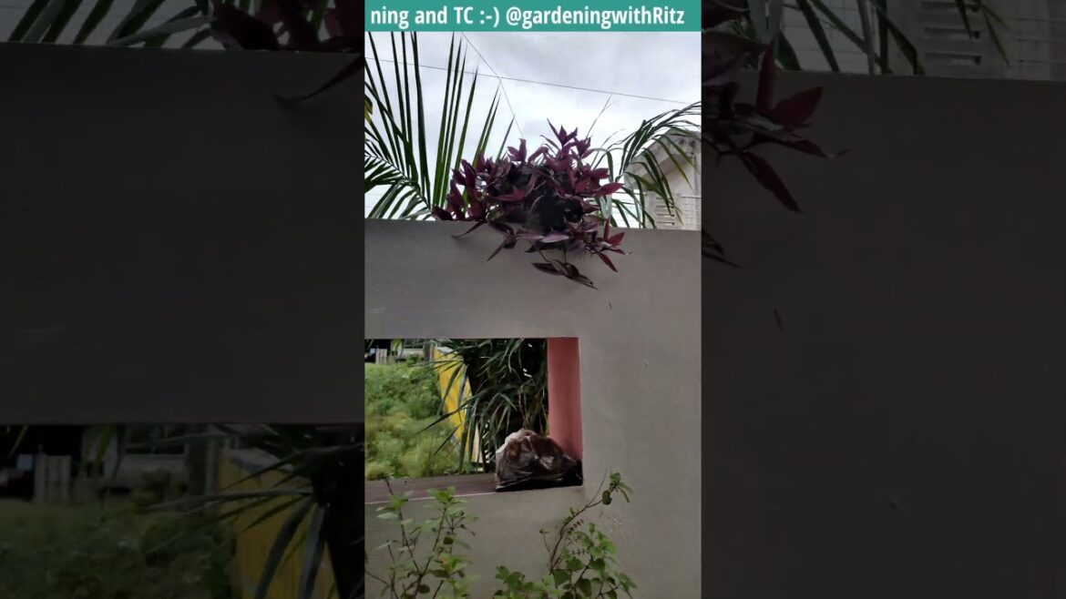 Small Wall makeover || Low budget makeover|| Balcony Garden Design @gardeningwithRitz #flowers Small Wall makeover || Low budget makeover|| Balcony Garden Design @gardeningwithRitz #flowers