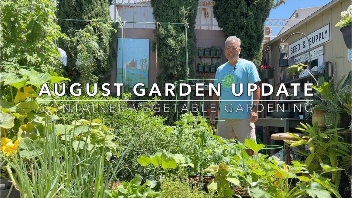 August Garden Update | Harvesting Bitter Melon | Container Vegetable Gardening