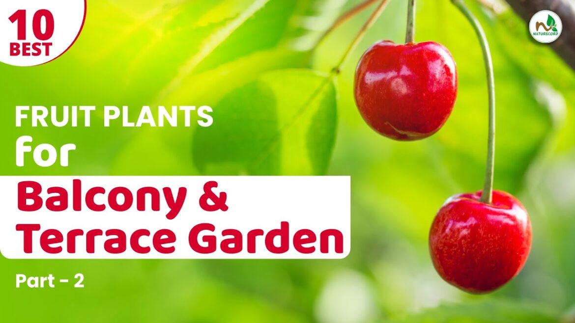Fruit Plants for Balcony & Terrace Garden – Part 2 | बाल्कनी / टेरेस गार्डन के लिए फ्रूट प्लांट्स 2 Fruit Plants for Balcony & Terrace Garden - Part 2 | बाल्कनी / टेरेस गार्डन के लिए फ्रूट प्लांट्स 2
