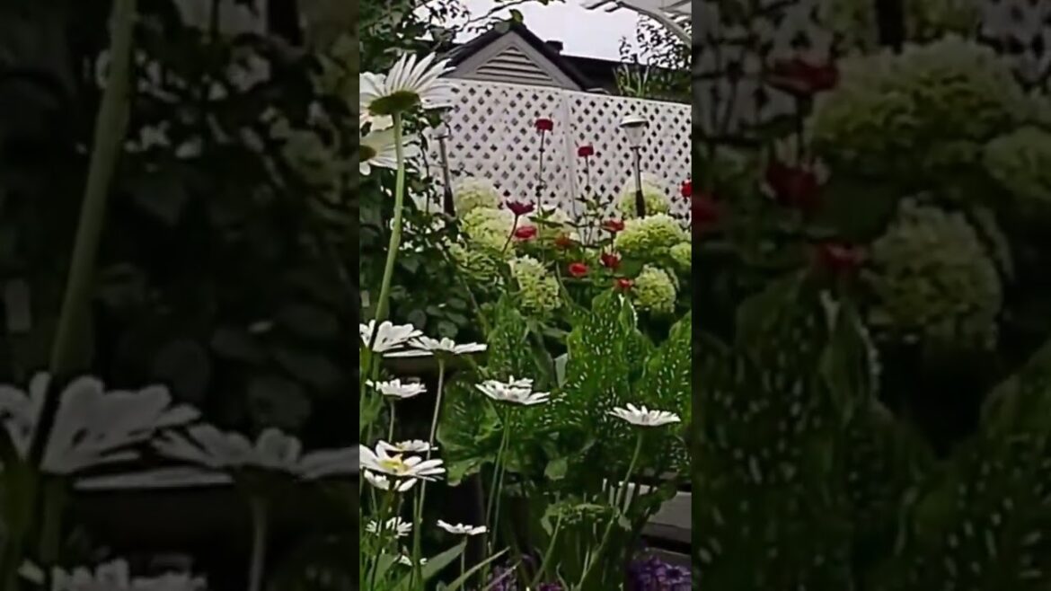 My Small Backyard Garden #new #shortsfeed #shortsvideo #garden #gardening #newvideo #gardentour