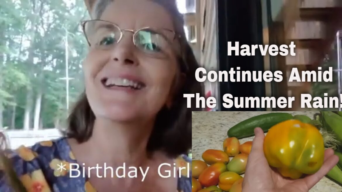 Continued Harvest In North Georgia | Summer Rain | Cat & Toy #zone7b