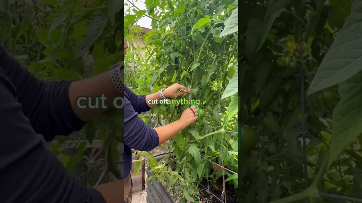 Top 5 Garden Tips – Hurricane Hilary Edition Top 5 Garden Tips - Hurricane Hilary Edition