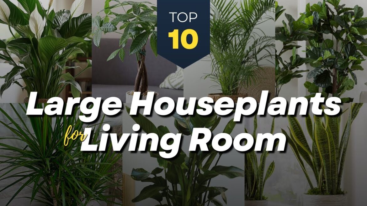 TOP 10 Large Houseplants for Living Room πͺ΄π Big Beauty Indoor Plants πΏπ TOP 10 Large Houseplants for Living Room πͺ΄π Big Beauty Indoor Plants πΏπ