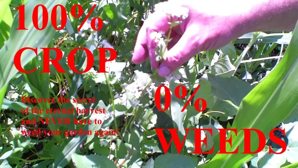 You Will Never Weed Your Garden Again! You Will Never Weed Your Garden Again!