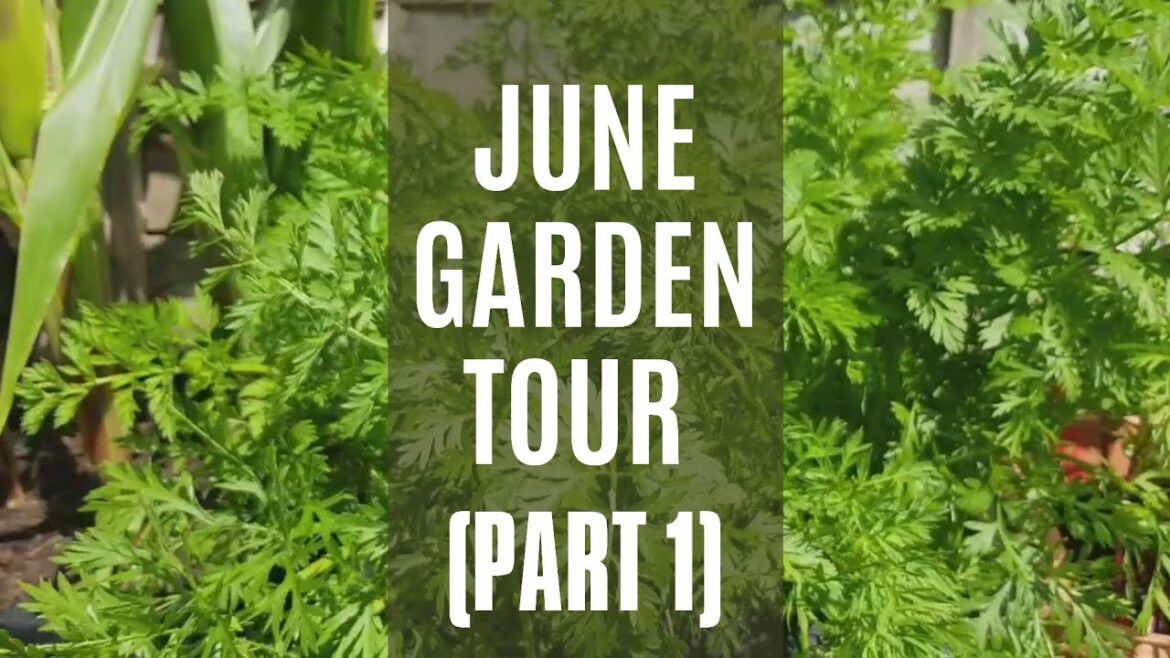 June Garden Tour (Part 1) | Life in the UK | Organic Container Gardening June Garden Tour (Part 1) | Life in the UK | Organic Container Gardening