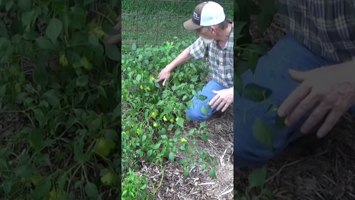 Harvesting tips #garden #gardeningtips #peppers #harvest