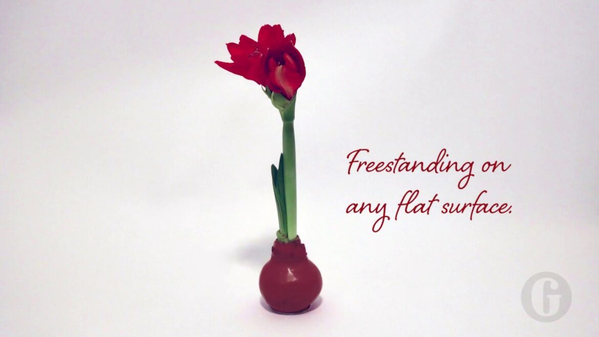 Easy Care Waxed Amaryllis – Gardener’s Supply Co Easy Care Waxed Amaryllis - Gardener's Supply Co