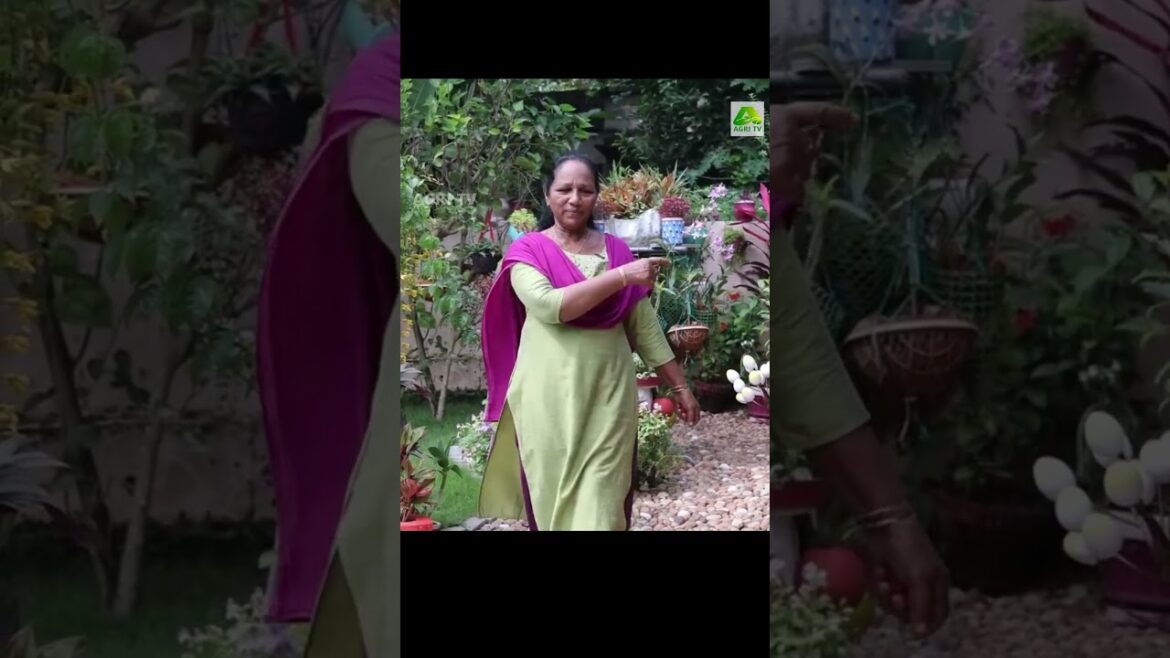 മുട്ടത്തോട് കളയല്ലേ ! ഗാർഡൻ ഗ്ലാമർ ആക്കാൻ ഇത് മതി| Garden ideas | Leelamma Joseph Thiruvananthapuram
