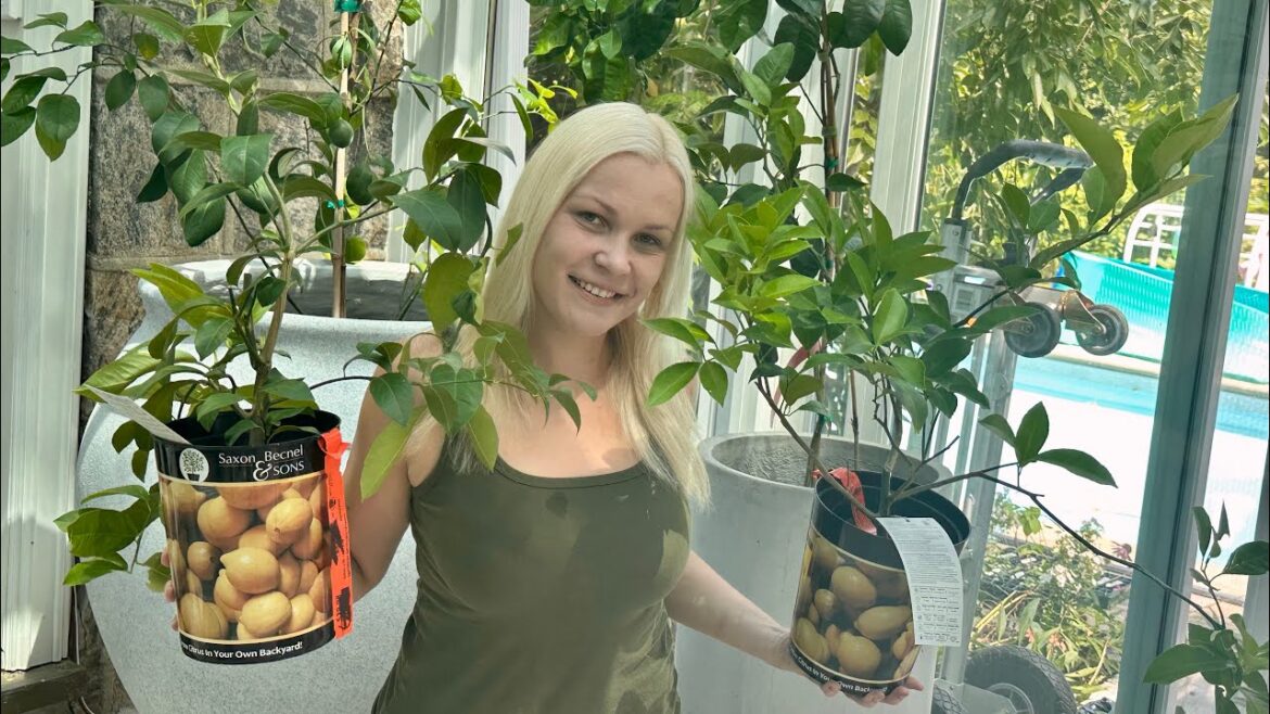 CITRUS IN CONTAINERS🍋GROWING CITRUS TREES IN CONTAINERS🍊STEP BY STEP COMPLETE GROWING GUIDE👩🌾 CITRUS IN CONTAINERS🍋GROWING CITRUS TREES IN CONTAINERS🍊STEP BY STEP COMPLETE GROWING GUIDE👩🌾