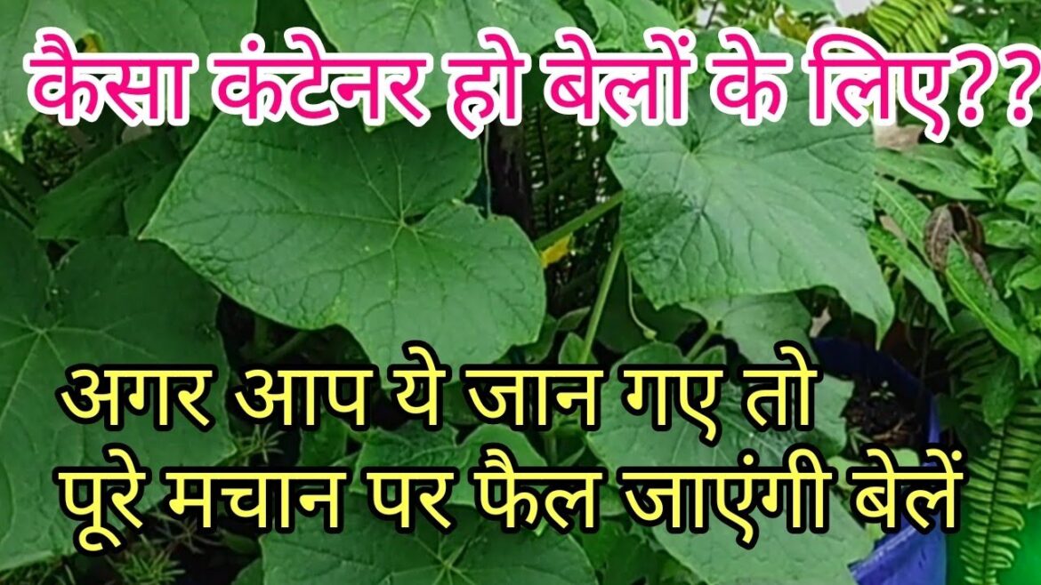 how to chose rite container for creper or climber how to chose rite container for creper or climber